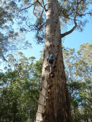 Glouster Tree